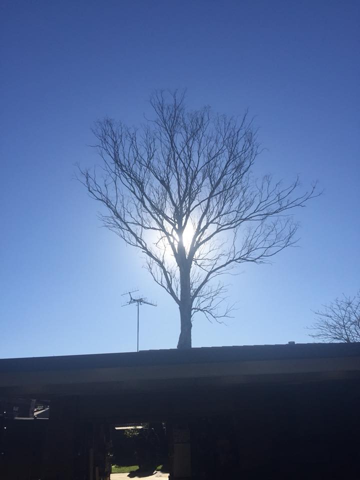 The boys are at it again, removal of... - Al's Tree Service | Facebook