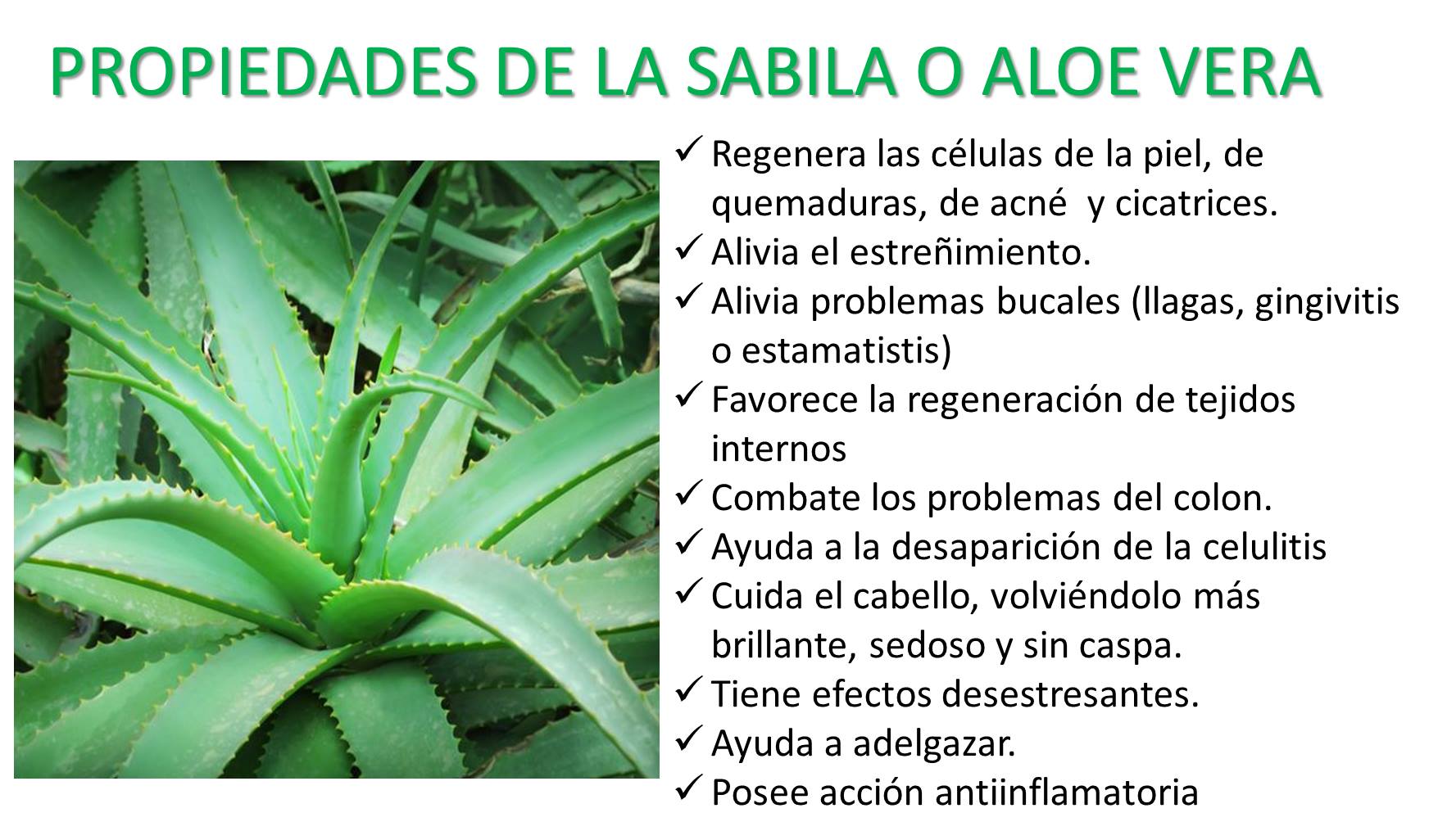 Propiedades de la sábila: cuáles son y cómo usarlas – que es la sabila ...