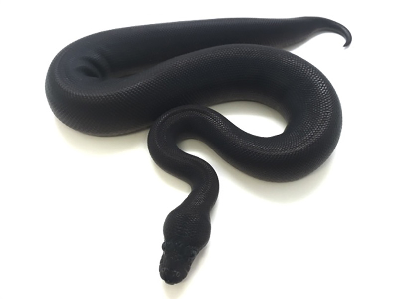 Turbo Pythons | Brooklyn Park MD