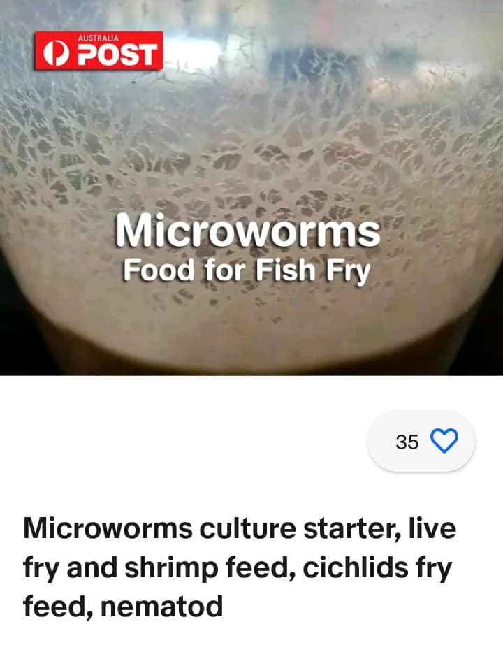 Live Vinegar Eels - 16 oz Culture for Betta Fry, Axolotl, Nano Fish