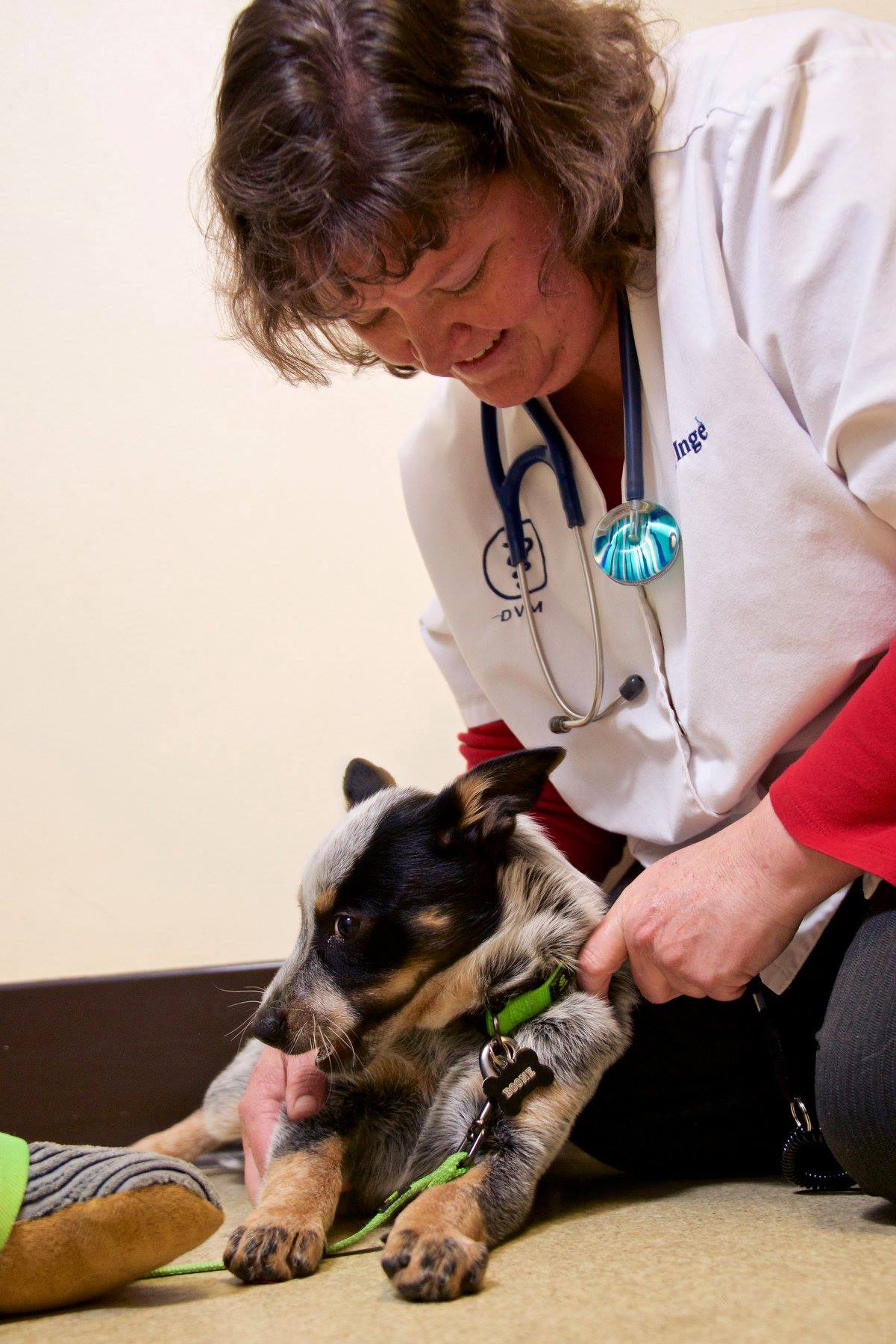 Meet the Team... - Ashland Veterinary Hospital, Inc.