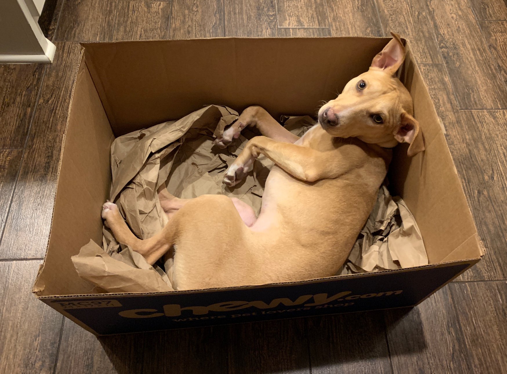 Marie -Ryoの初期イメージ作品。 Help save a sweet dog on Staten Island