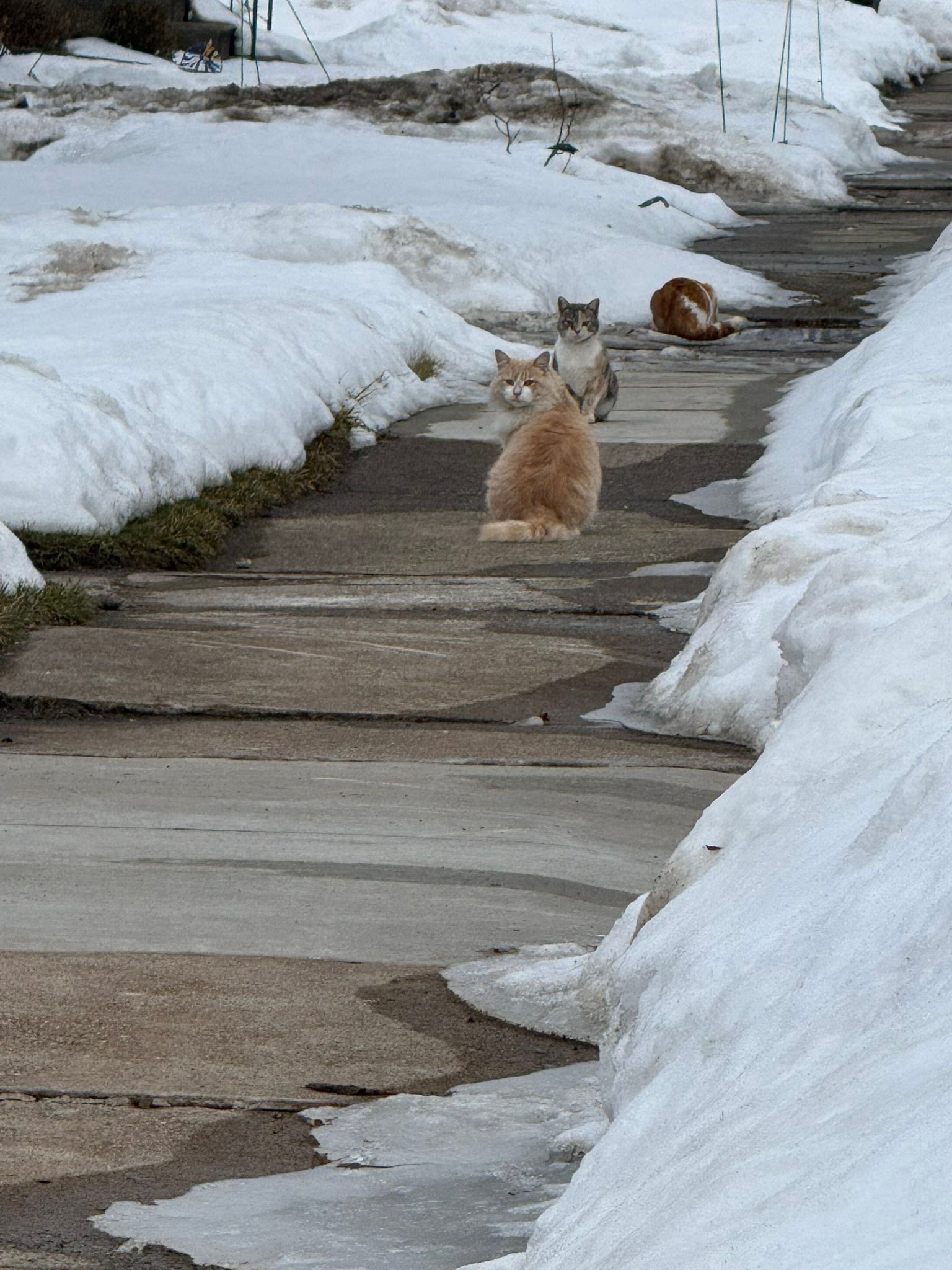 Some cats on Ransom. Want to make sure they aren’t someone’s missing ...