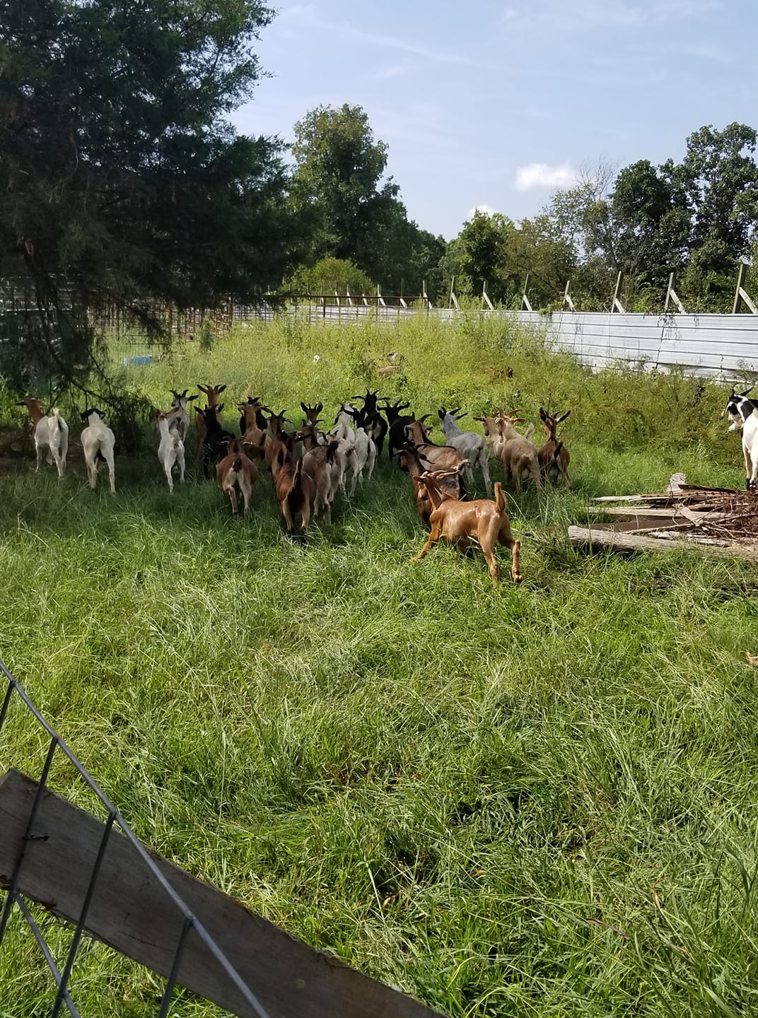 TK Goat Roping | Bristow OK