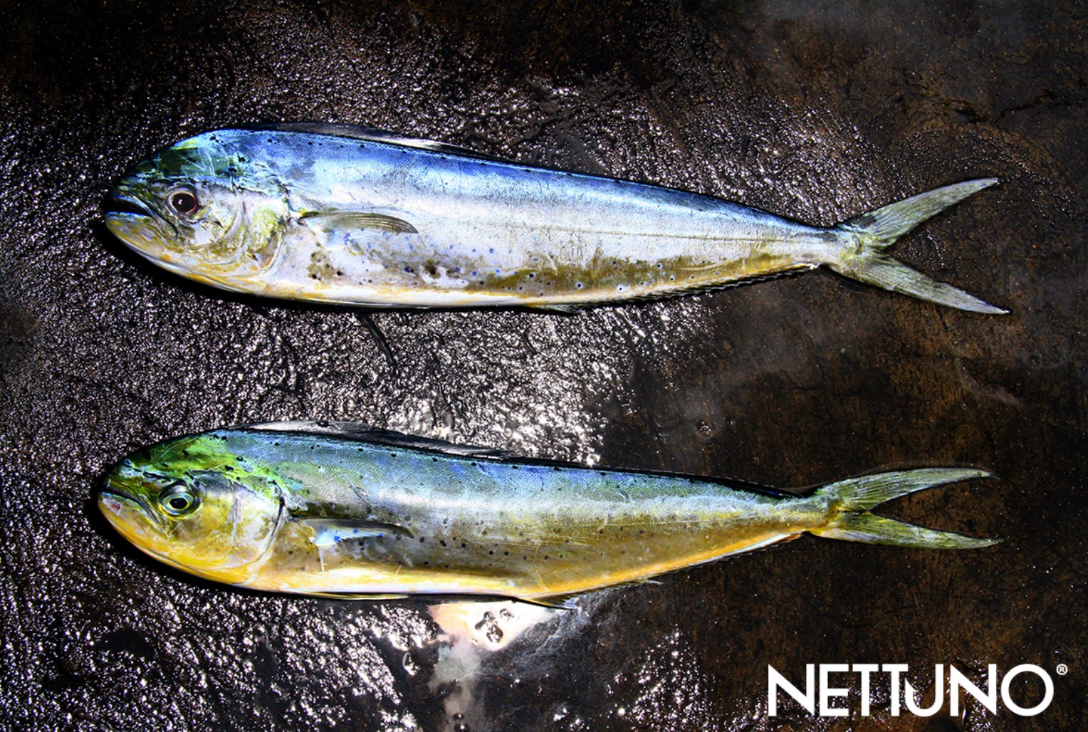 Nettuno Fish Products | Ta' Qali