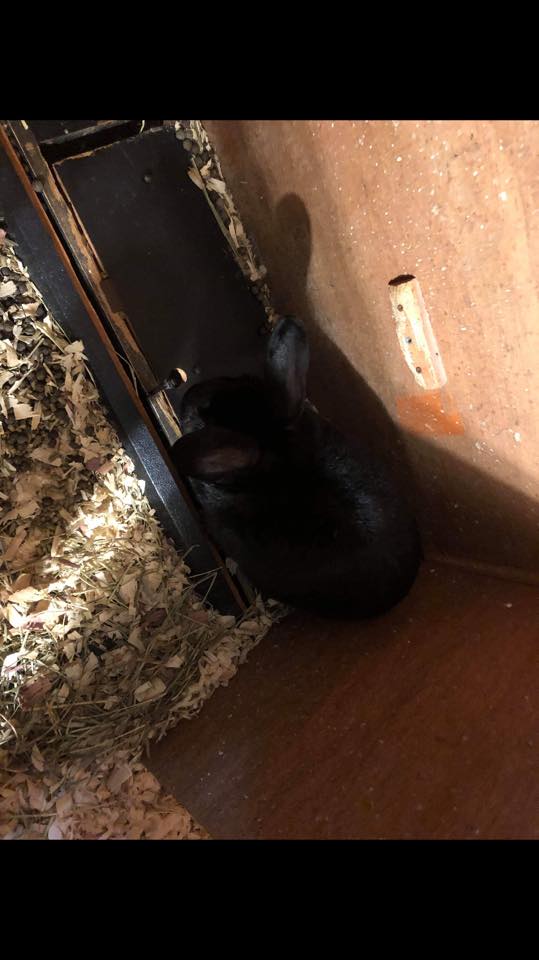Second Chances Rabbit Rescue