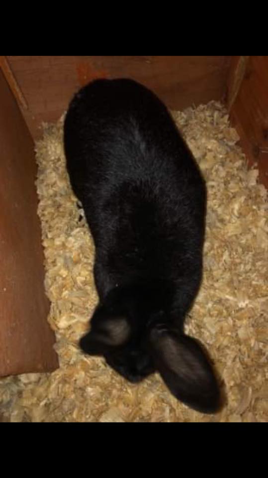 Second Chances Rabbit Rescue