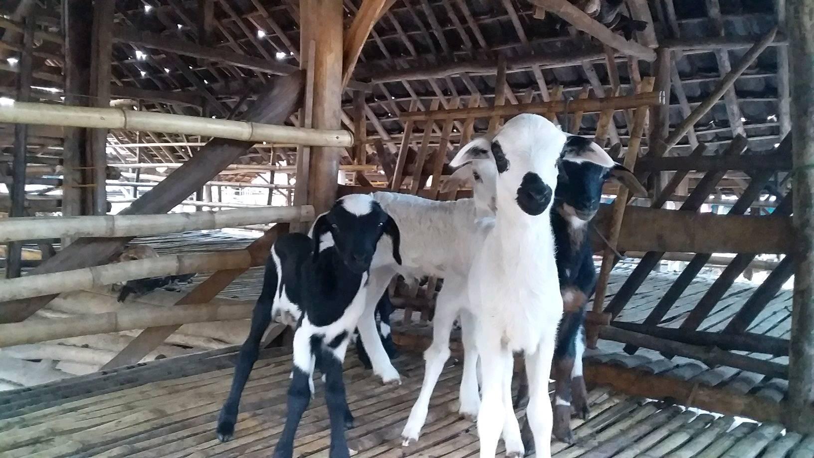 Persatuan ternak kambing dan sapi suka jadi rawa bolang
