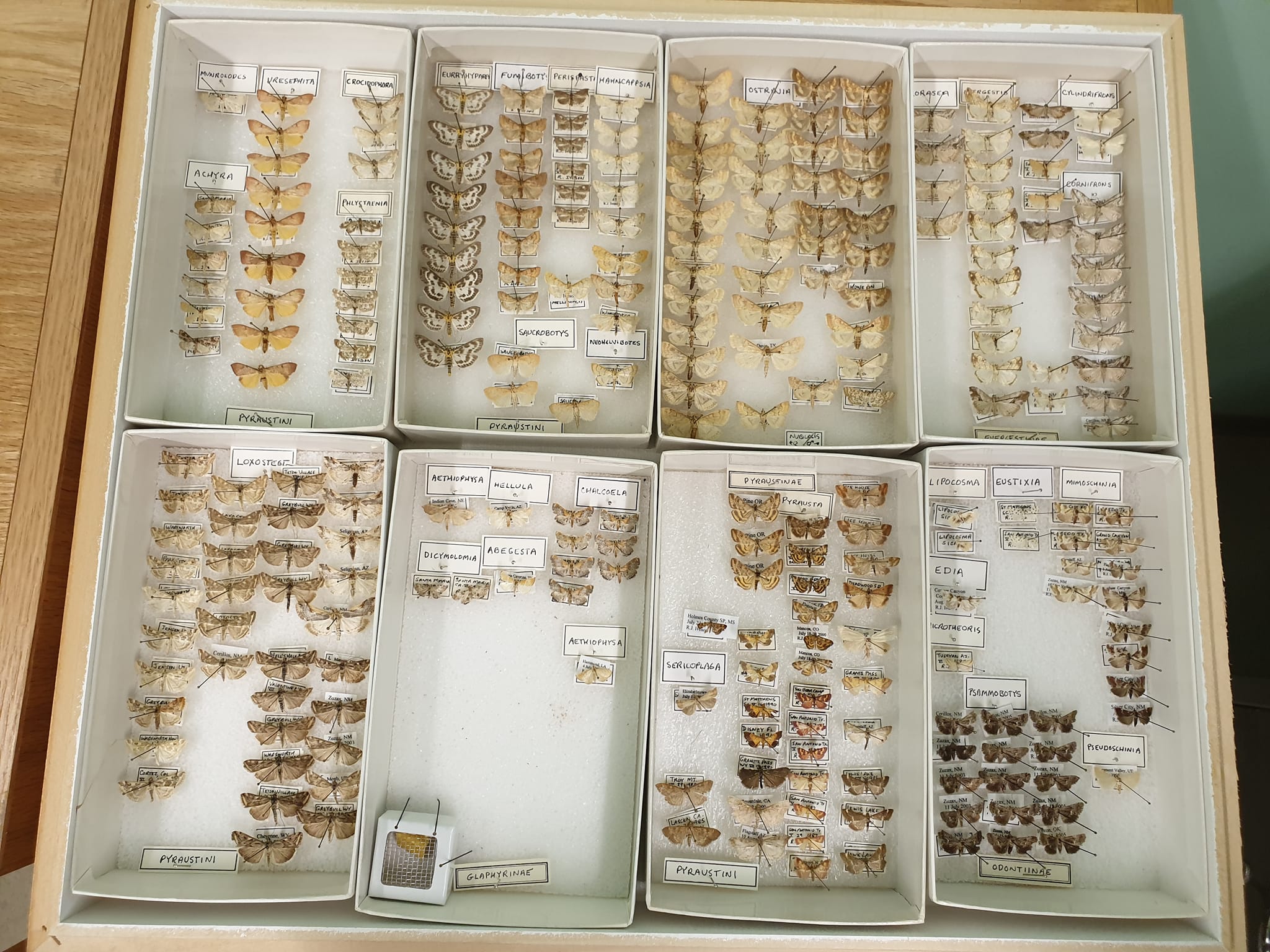 Cornell University Insect Collection | Ithaca NY