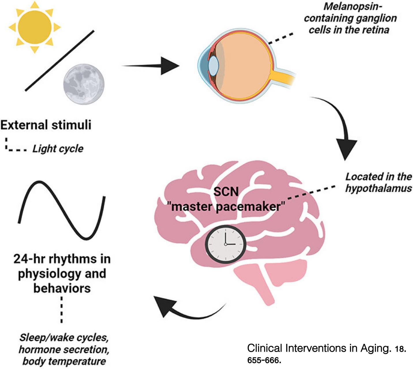 Suprachiasmatic nucleus and... - Chontavat Suvanpiyasiri | Facebook