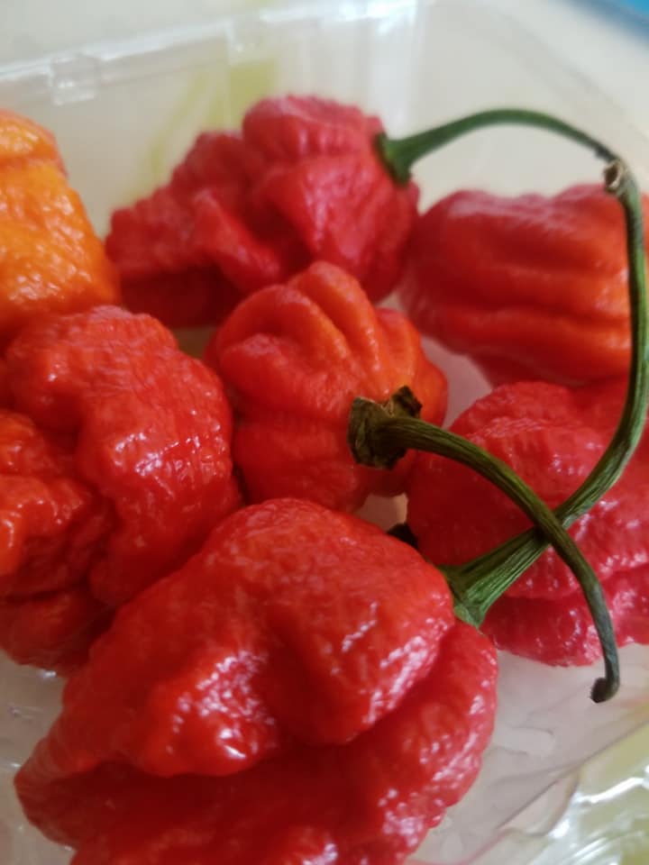 FORUN Dried Red Bell Pepper Flakes - Strong Flavor, Not Hot, 200g (Pantry Essential)