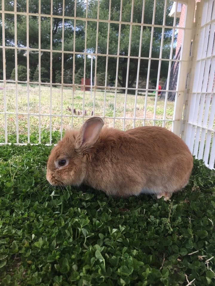 Second Chances Rabbit Rescue