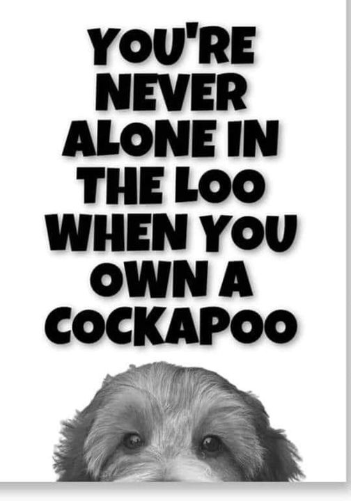 ️Life is better with Cockapoo ️ | Facebook