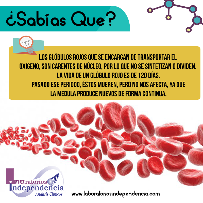 ¿Qué son los glóbulos rojos?... - Laboratorios Independencia | Facebook