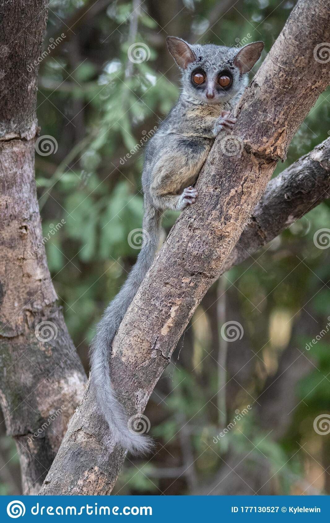 Action for Primates - Thailand has imported hundreds of wild-caught ...