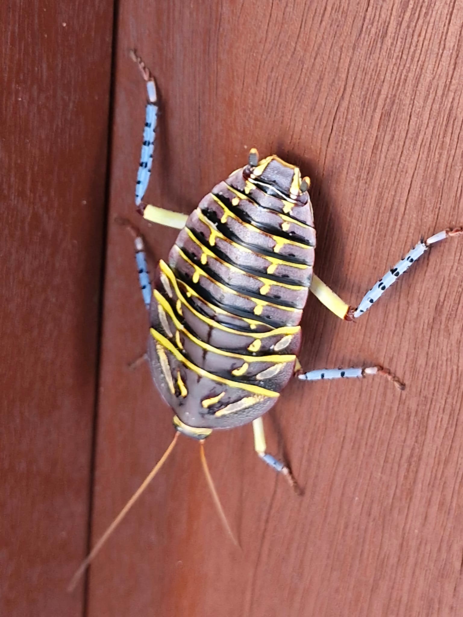 Polyzosteria Mitchelli ! Western Australia