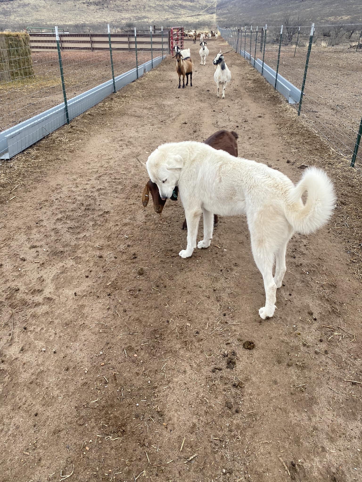 3 Sisters Ranch