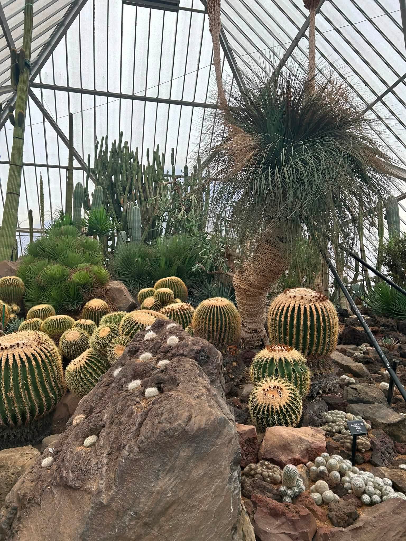昭和34年（1959年）に開園した伊豆シャボテン公園（現・伊豆シャボテン