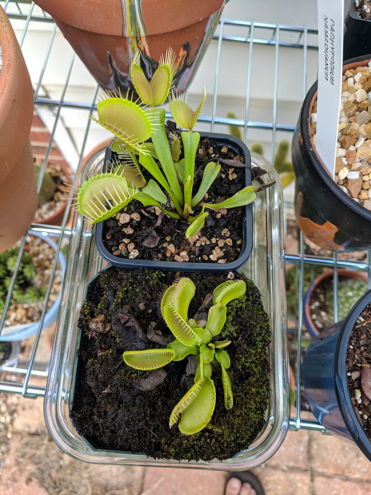 How do I germinate Venus flytrap seeds