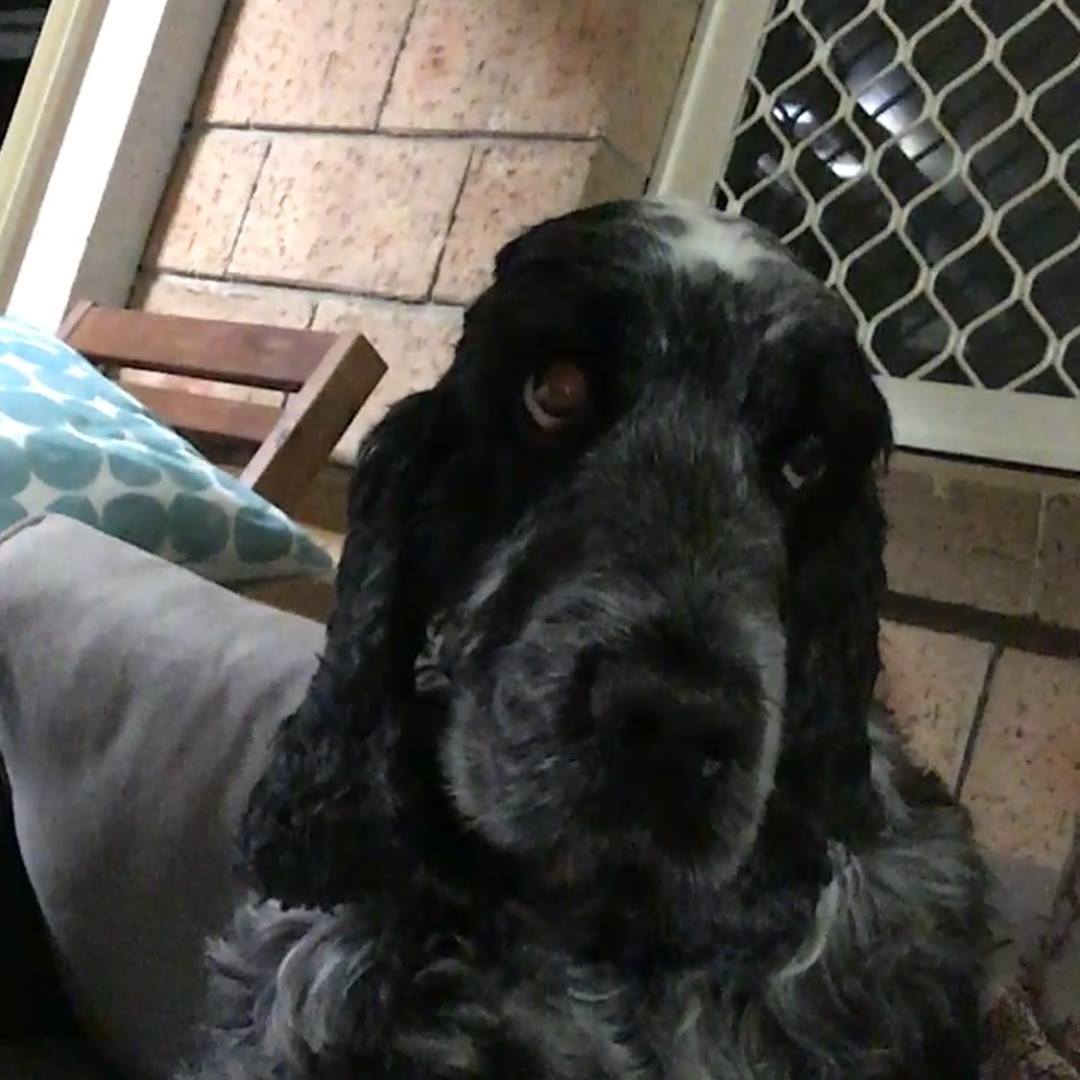 Welcome Smudge to CSRQ. He... - Cocker Spaniel Rescue QLD inc | Facebook