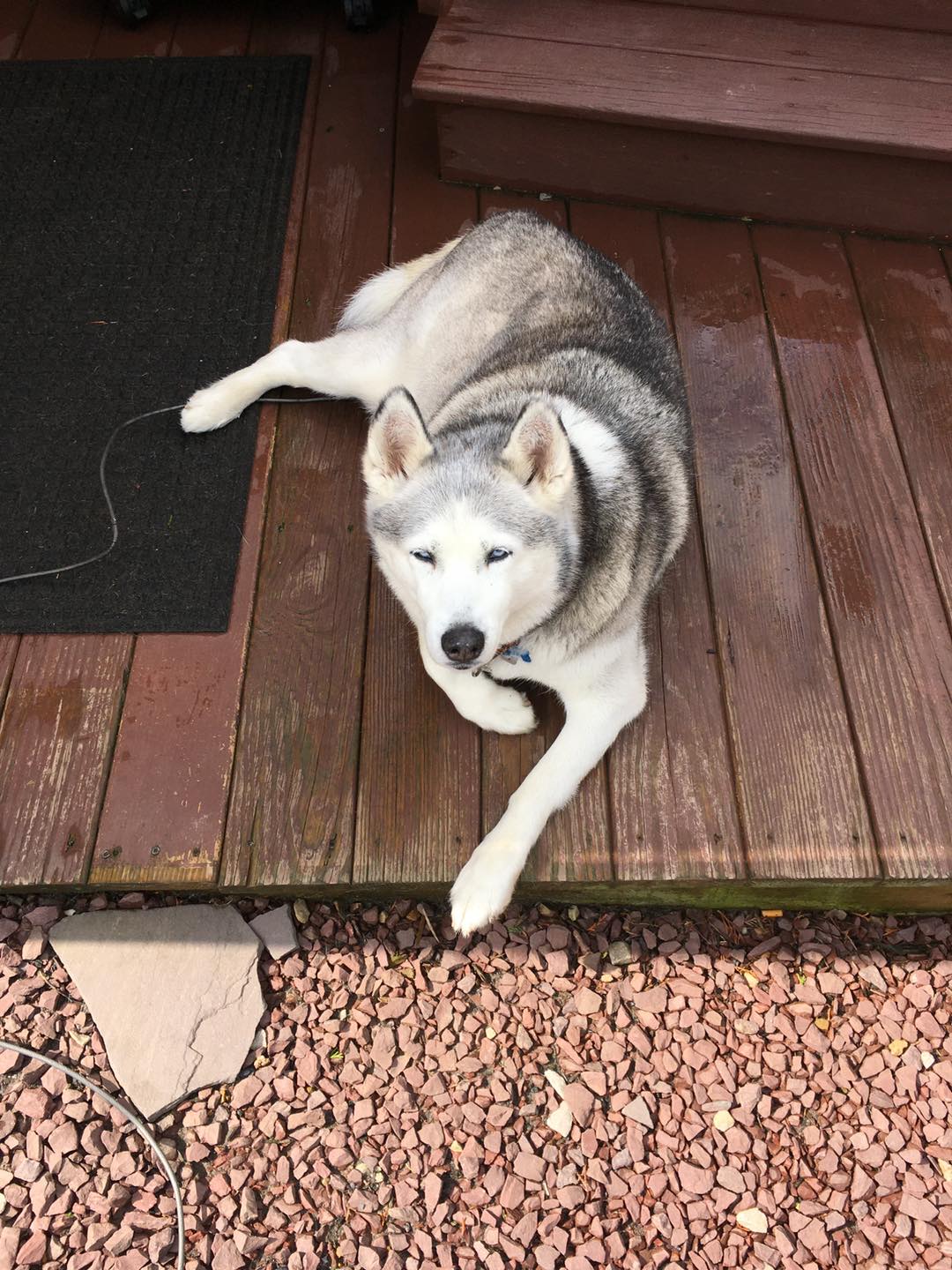 Today we lost... - Northern Exposure Siberian Husky Rescue | Facebook