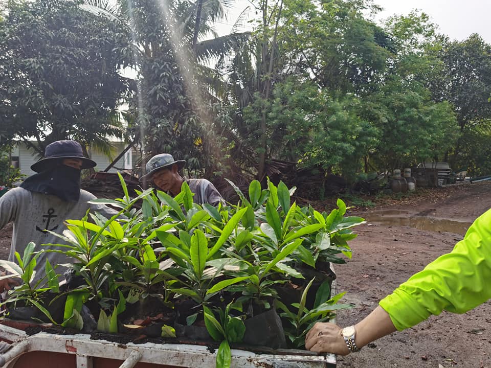 Asean Tree - ไม้มะริดถือเป็นต้นไม้หายาก...