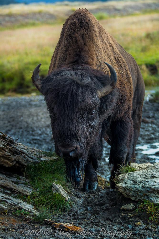 bronx wild bull l-carnitine review VOLUME UP 👂 Did you know bison actually slurp up their water instead of lapping it like a dog? Bison get the majority of water they need from the grass they eat Metabolomic profiling of extracellular cognitive Tablets:120 Tablets