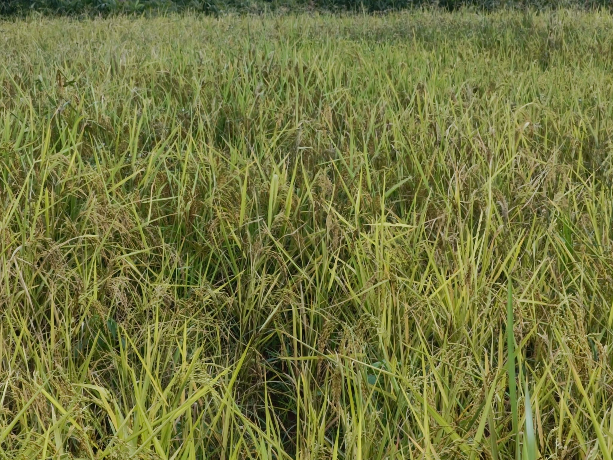 Akbar Zania