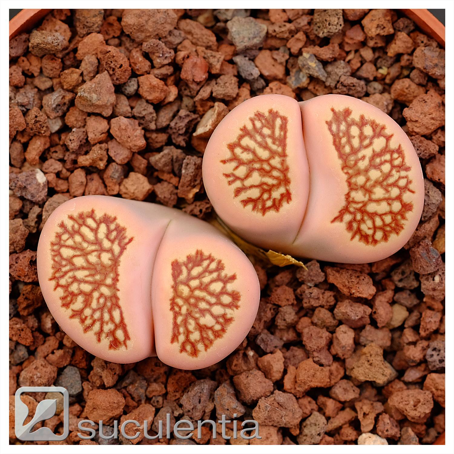 Lithops Julii 