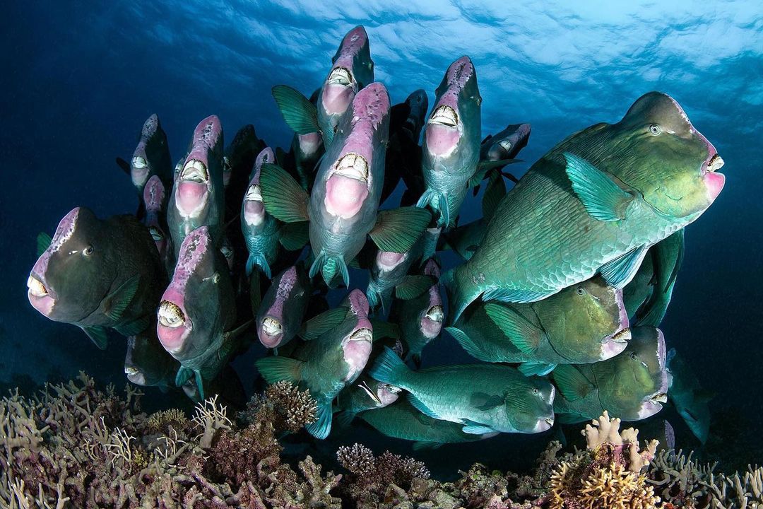 Great - Parrotfish eat algae and poop sand 💩 〰️ Bumphead parrotfish use ...