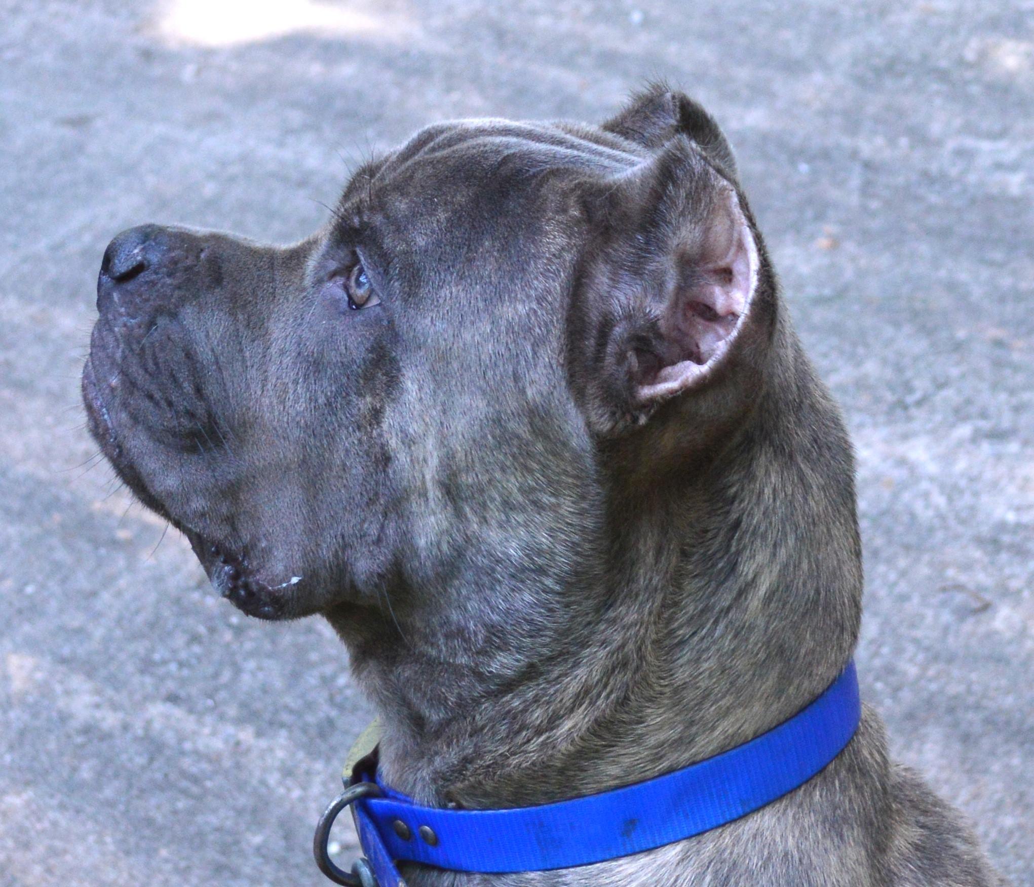 Hawkeye Cane Corsos Pet Breeder Douglasville Georgia