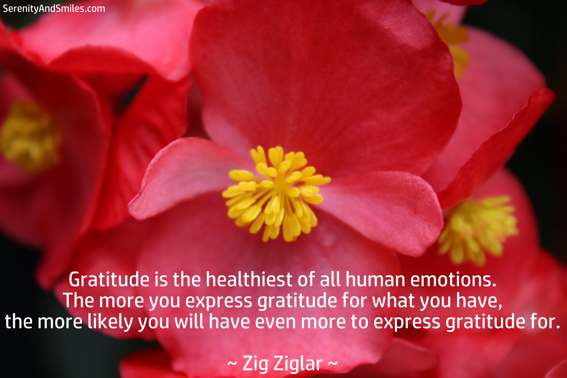 Serenity and Smiles - Gratitude is the healthiest of all human emotions ...