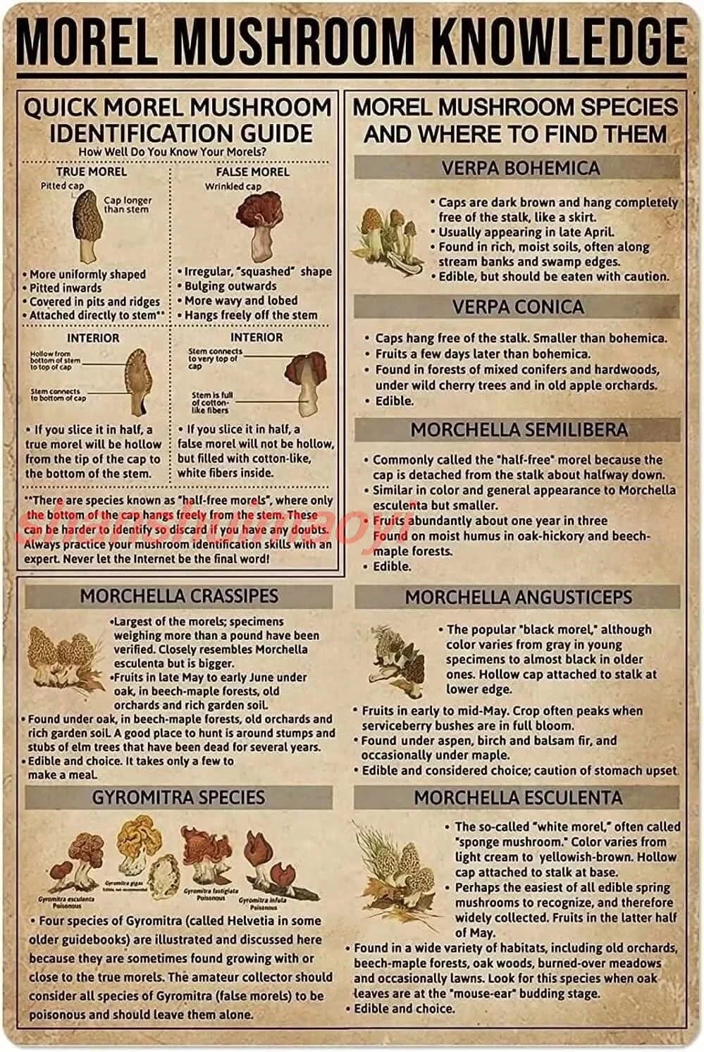 Northeast Ohio Morel Mushroom Hunting | Facebook