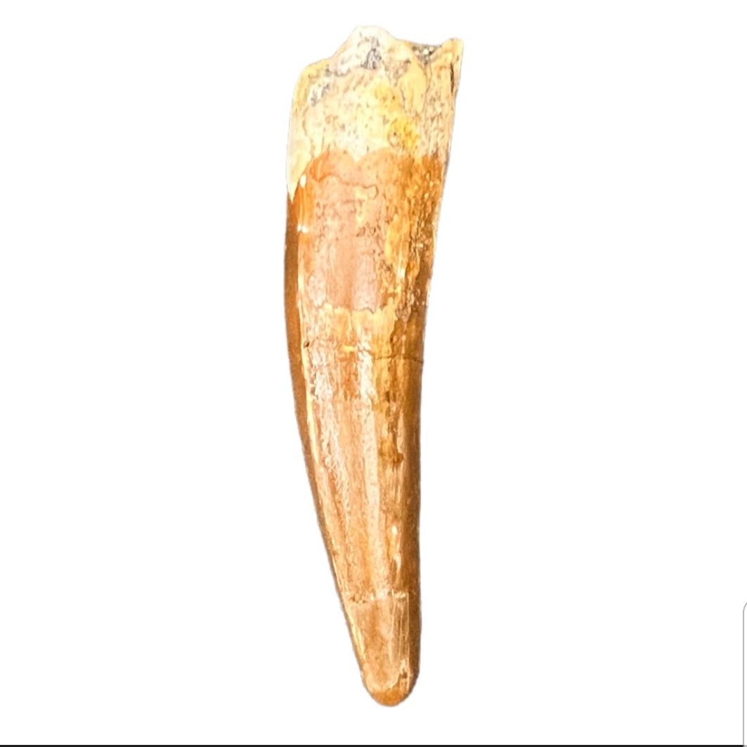 Fancy Fossils - Spinosaurus Tooth from Morocco🦷🦖. Like...