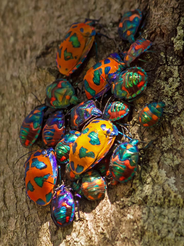 Animaux et Merveilles - Ces insectes colorés que l’on croirait émaillés ...