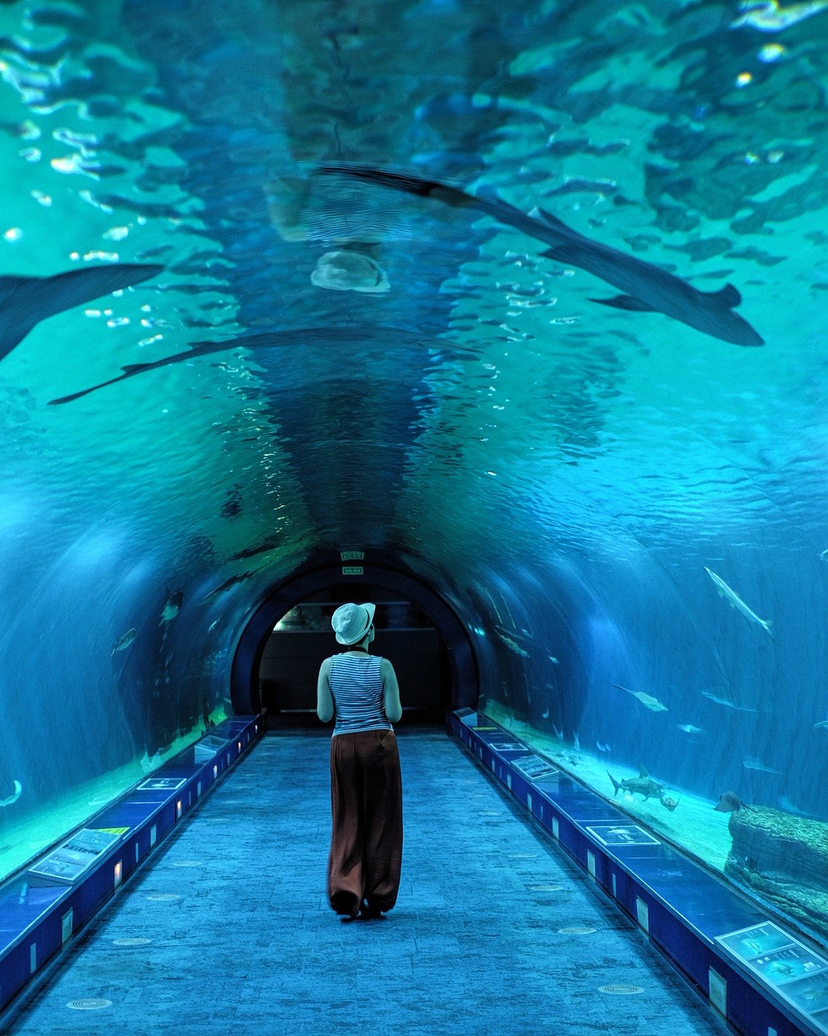 el-t-nel-de-tiburones-del-oceanogr-fic-val-ncia-facebook