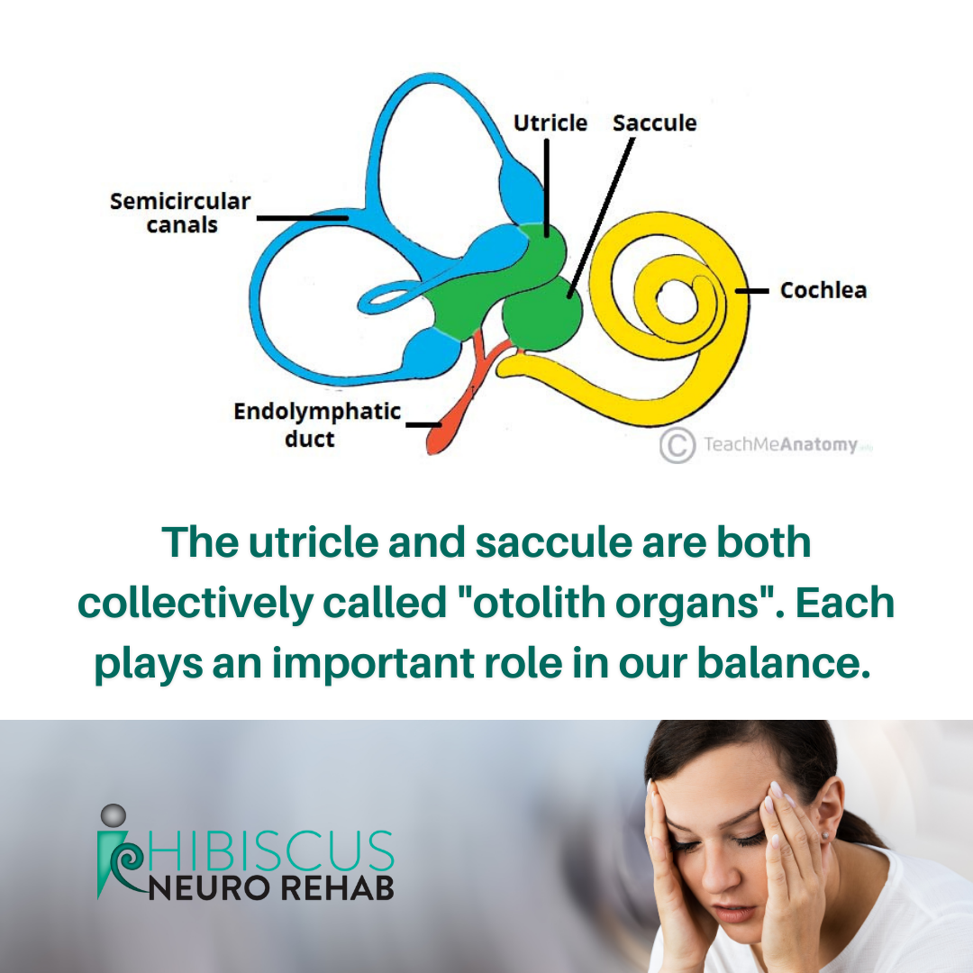 The Inner Ear: UTRICLE and SACCULE.... - Hibiscus Neuro Rehab