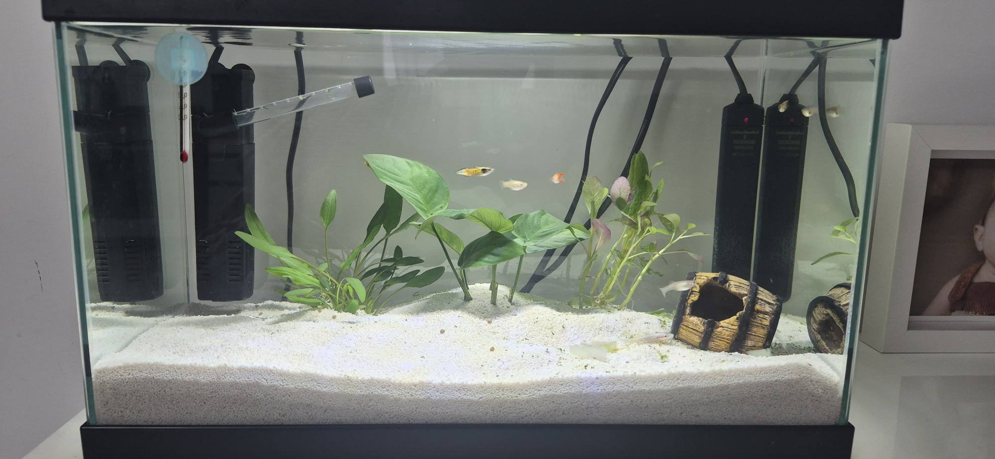 ACQUARIO CHE PASSIONE | Buongiorno a tutti, | Facebook
