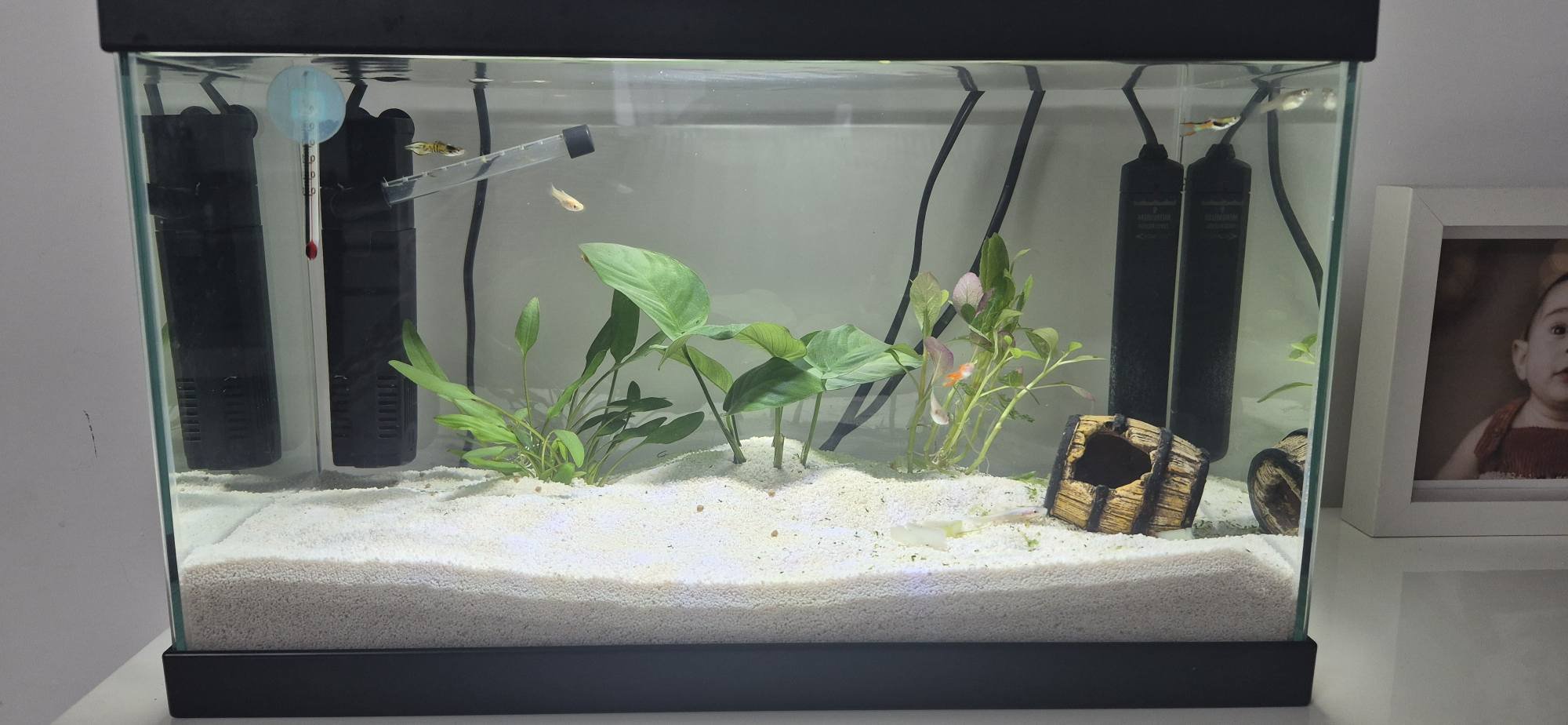 ACQUARIO CHE PASSIONE | Buongiorno a tutti, | Facebook