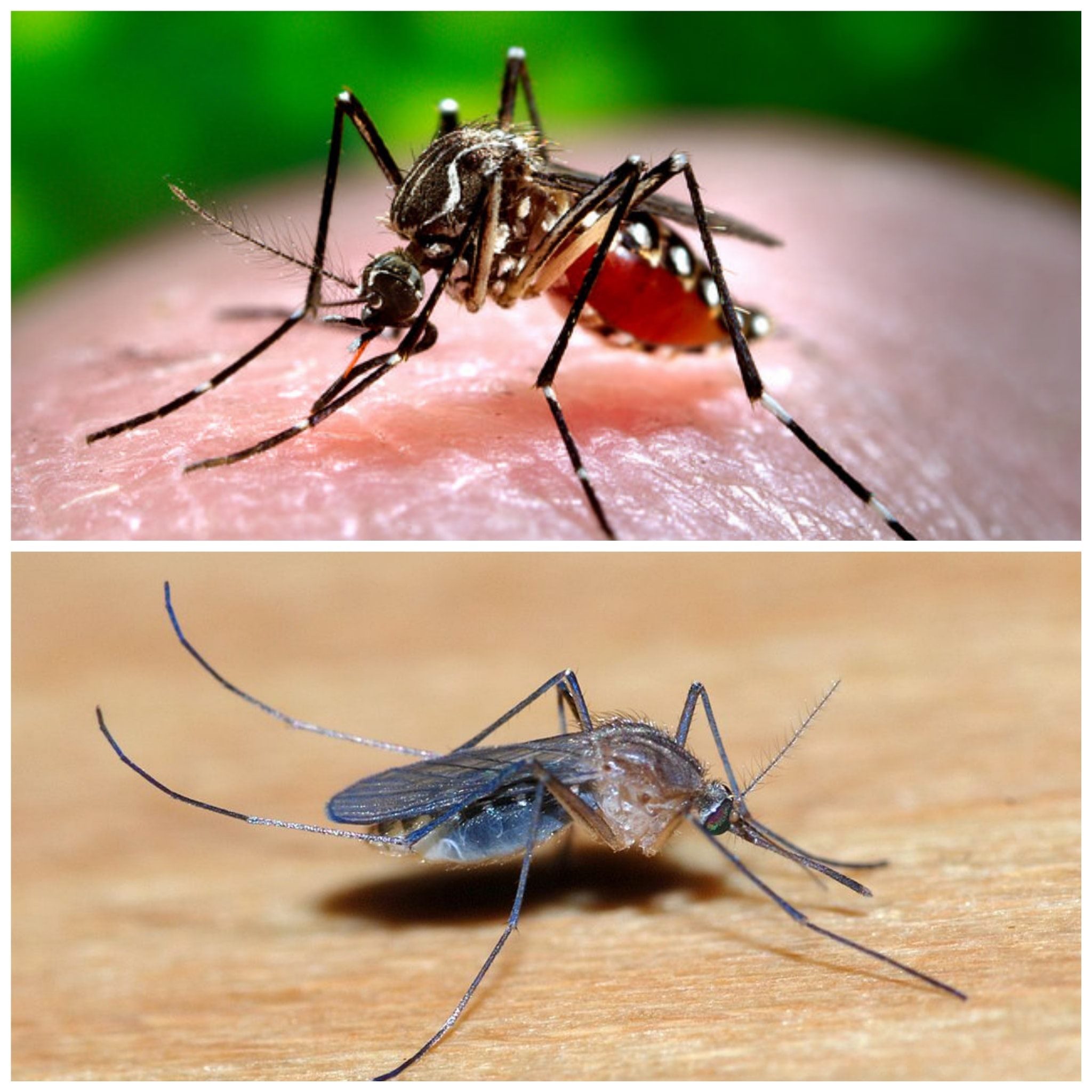 Mosquito Da Dengue Vs Mosquito Normal Modifying Mosquitoes To Stop
