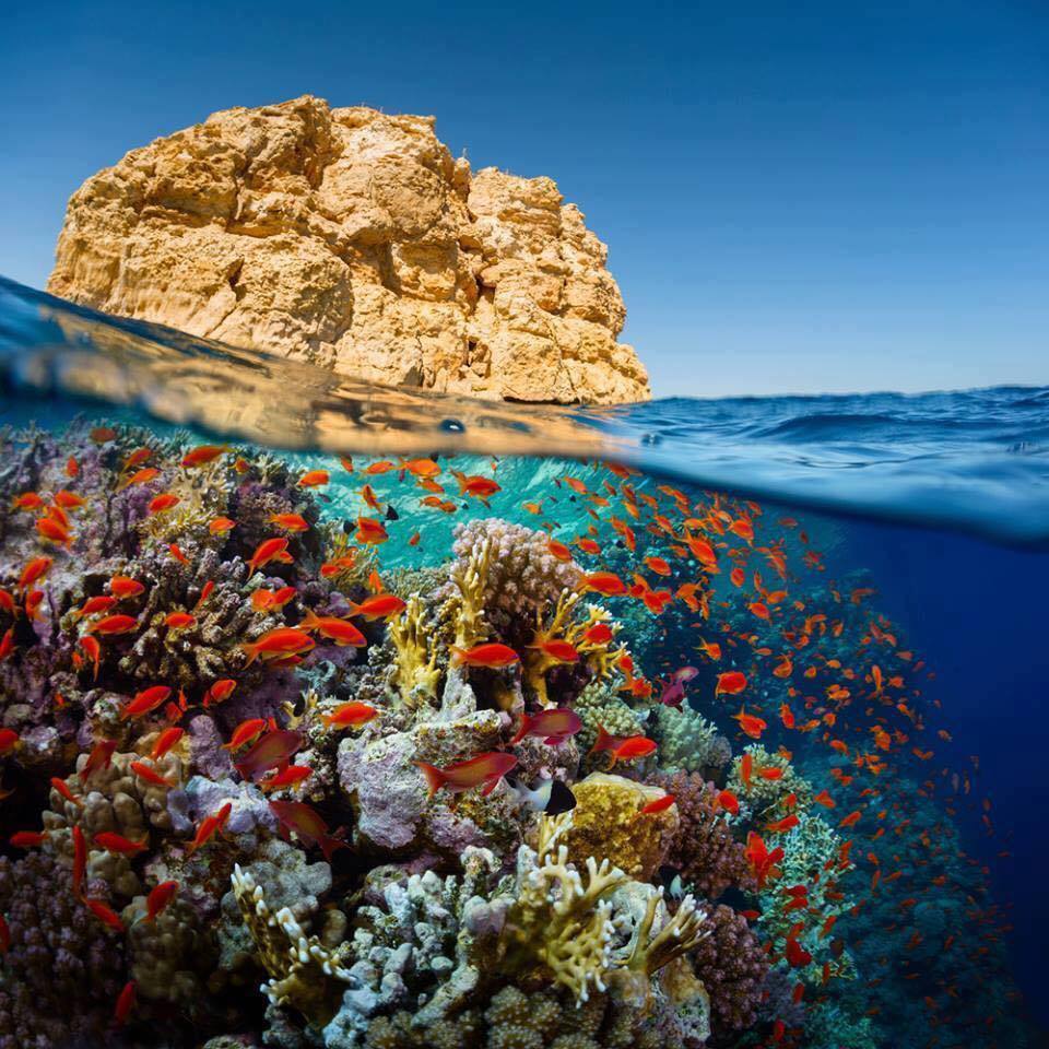 Esprit - Faune sous-marine de la mer rouge - Egypte | Facebook