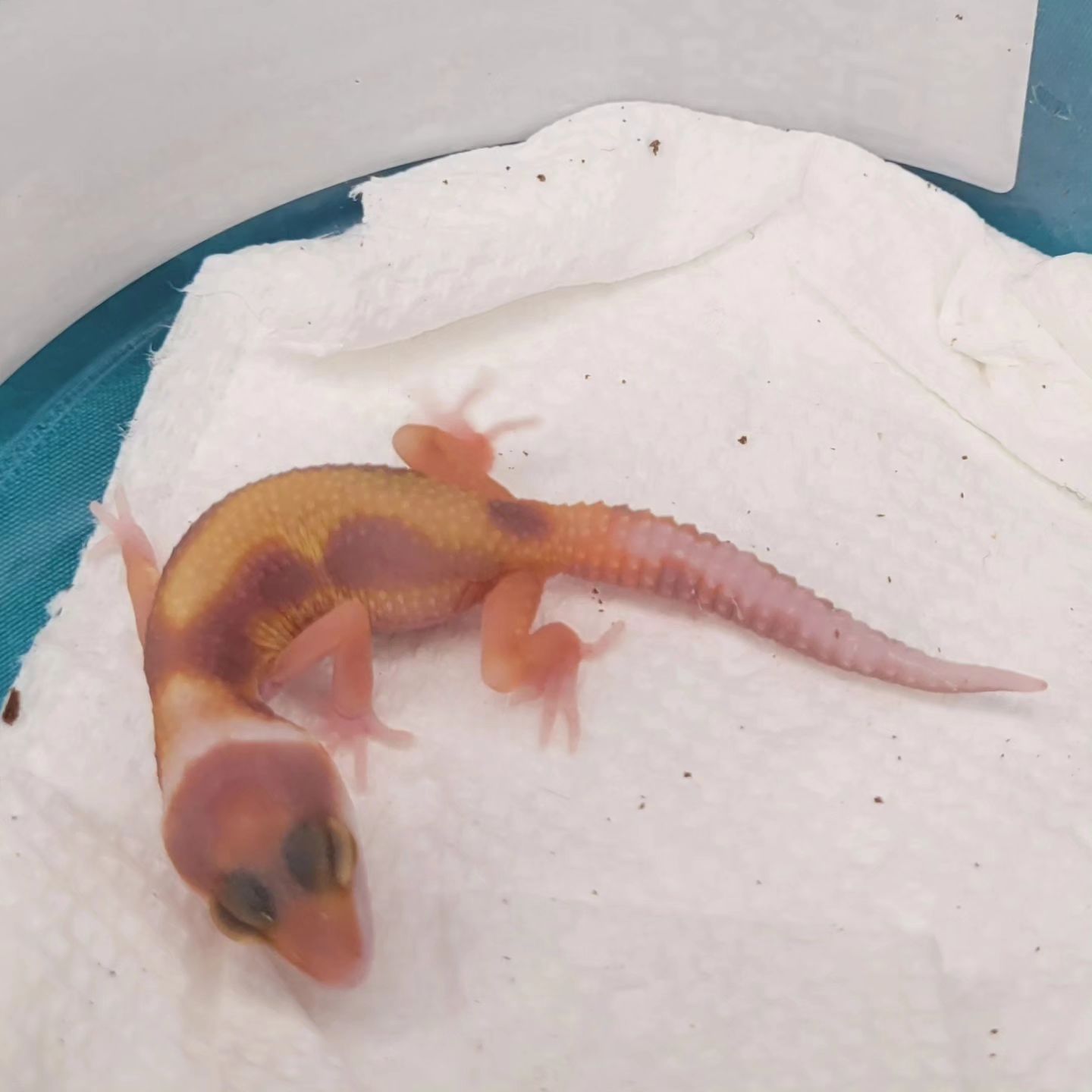 Loco Geckos - A couple of weeks ago I posted the first...