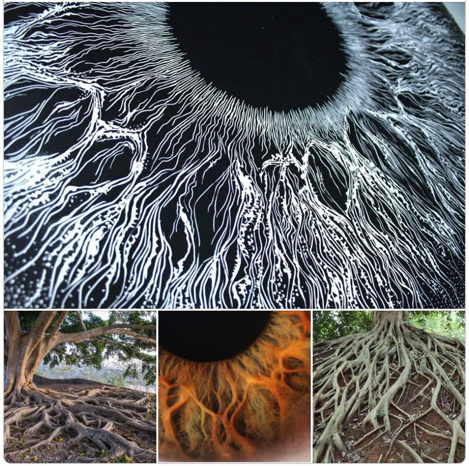 Jain 108 Academy - The structure of the iris & Tree roots. . . Explore ...