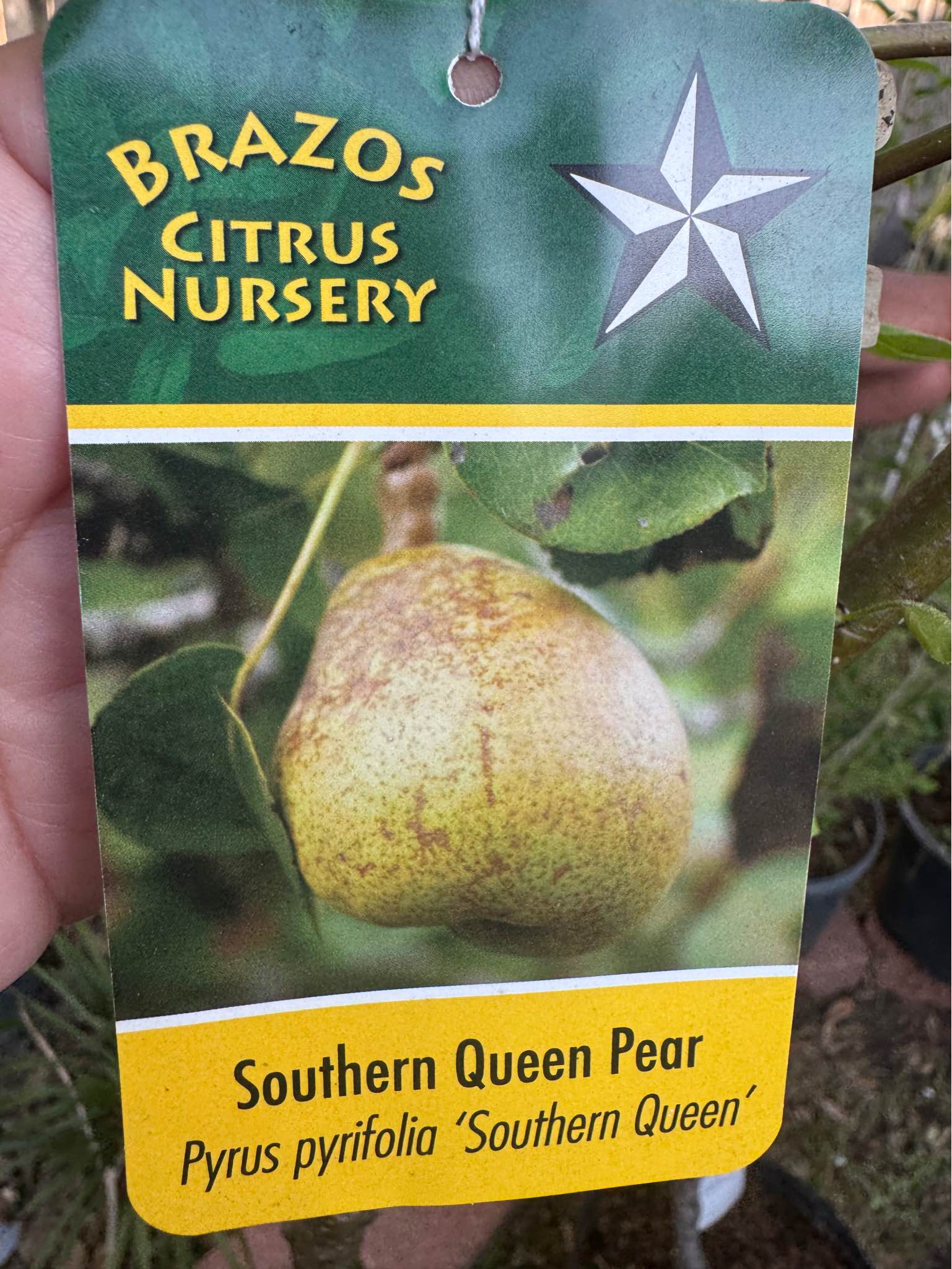 Fruit trees for sale jujube sugar cane, fuyu persimmon, guava , pear ...