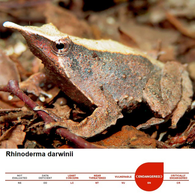 La ranita de Darwin (Rhinoderma darwinii), 
