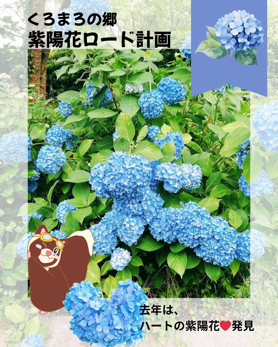 くろまろの郷では、 紫陽花ロード計画が進行中です🌱 少しずつ苗木を
