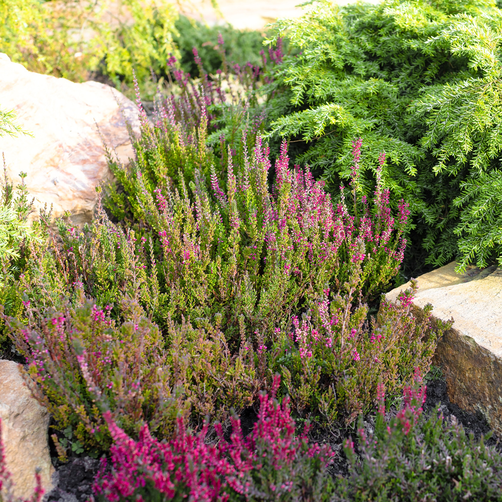 GradinaMax SI - 🌾👍 Elegantne bogate grme vrese sadimo...