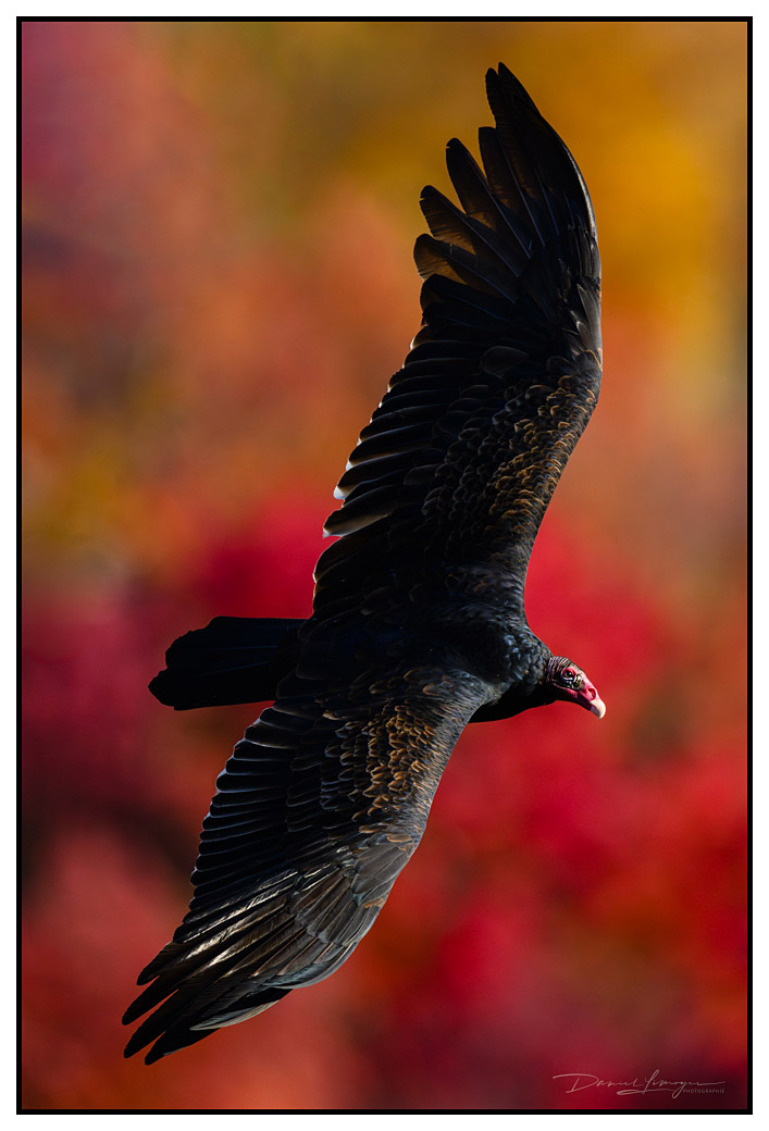 freedom Turkey Vulture - Cathartes aura Québec Canada Z9 - 800 PF