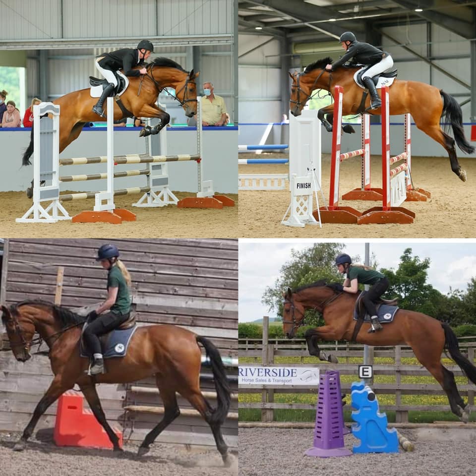 What are thoughts on Bhr Frenchie horses in training?