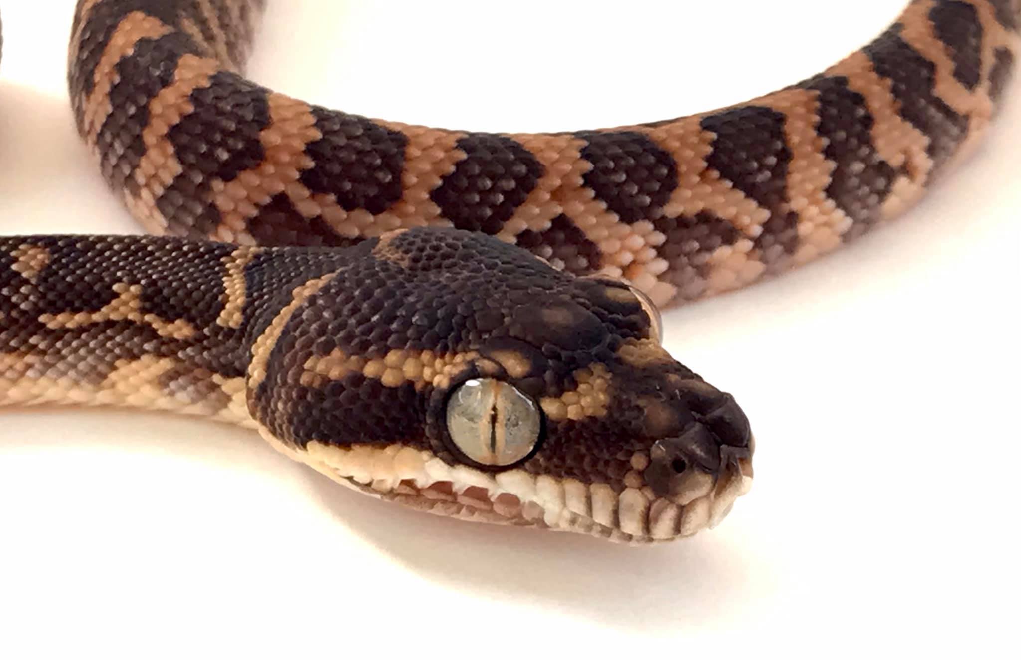 TB Snakes - Rough Scaled Pythons are ready! This clutch...